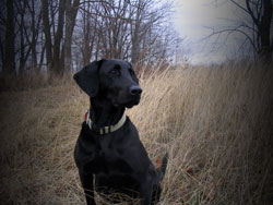 A black Labrador retriever